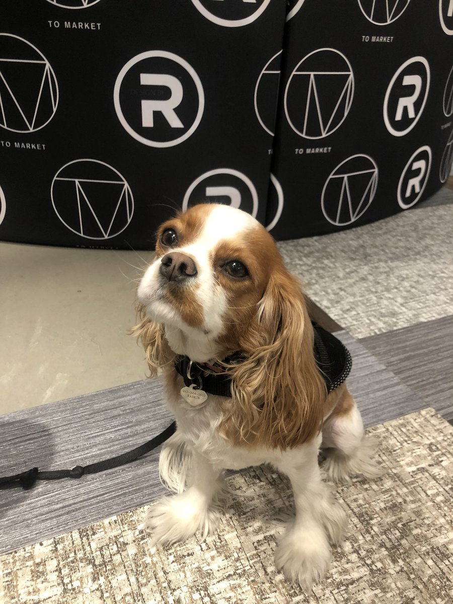 Happy #TakeYourDogToWorkDay!