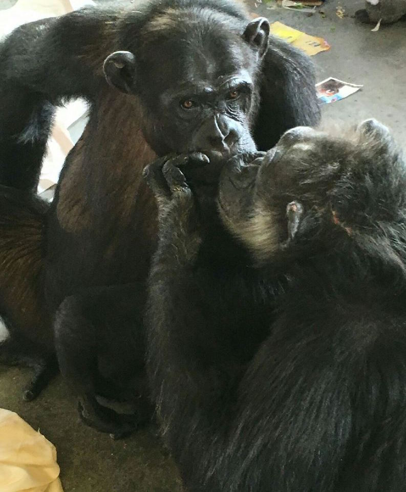 SaveTheChimps's tweet photo. #nationalkissingday!?
#MeganTheChimp #BambiTheChimp #TerryTheChimp #JeannieTheChimp #YvetteTheChimp #MandyTheChimp #GraceTheChimp #SophieTheChimp https://t.co/zgYiiPwMcg