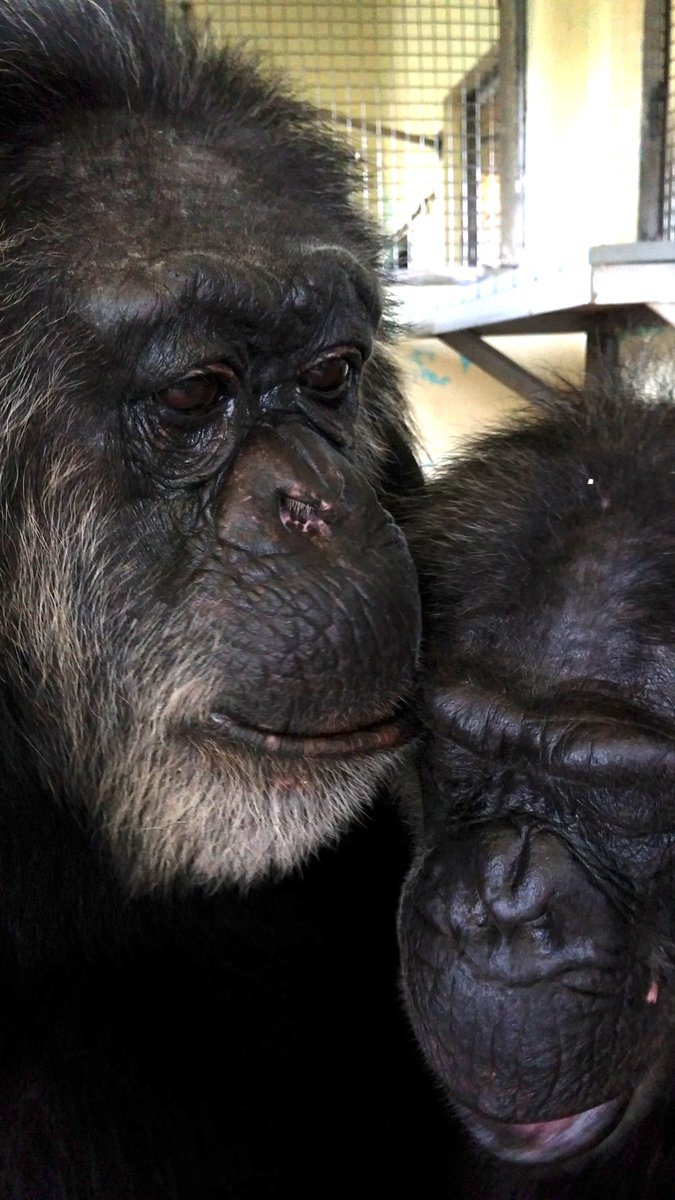 SaveTheChimps's tweet photo. #nationalkissingday!?
#MeganTheChimp #BambiTheChimp #TerryTheChimp #JeannieTheChimp #YvetteTheChimp #MandyTheChimp #GraceTheChimp #SophieTheChimp https://t.co/zgYiiPwMcg
