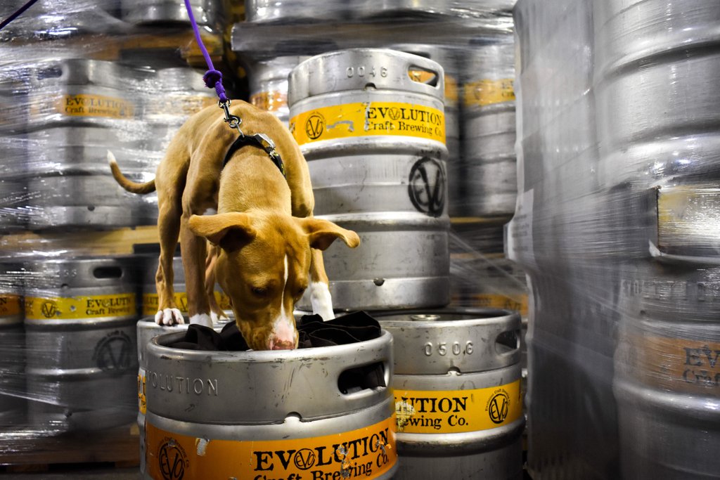 Even though Barley comes to work with us every day, she gets extra love on this #NationalBringYourDogtoWorkDay