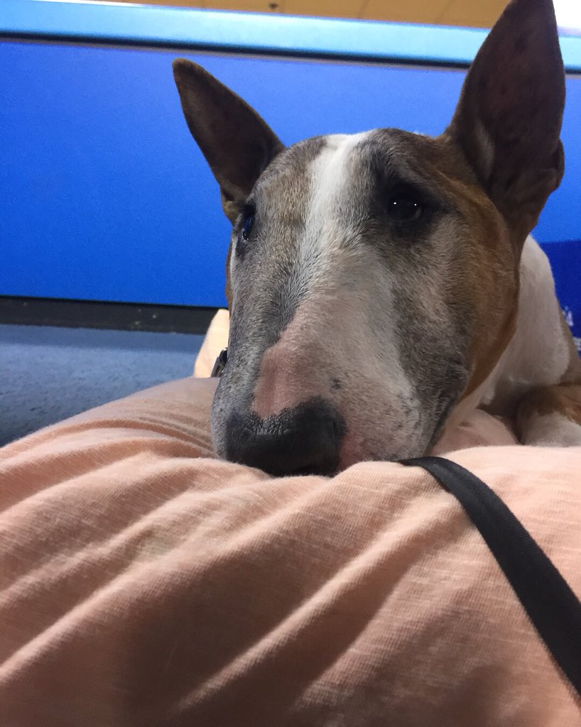 It’s #TakeYourPetToWorkDay so guess what I did...??? Meet my old pup Bonsai!! #GoodBoy #BullTerrier #BullTerriersOfInstagram #OldDogs #Love #MyFurBaby #Friday #Morning #FridayFeels @KGETnews