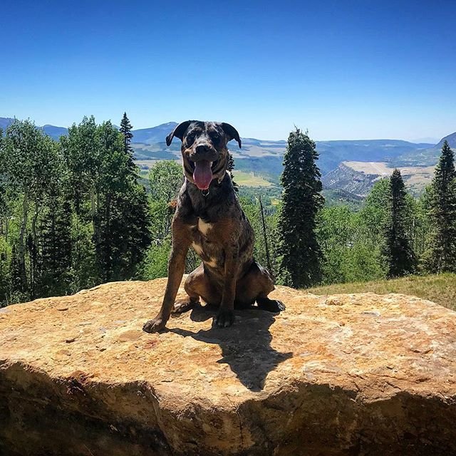 Telluride_tv's tweet photo. While you're enjoying #telluridebluegrassfestival, be sure to send us any and all photos of your bluegrassin' #dogsoftelluride. #Telluride #TellurideTV #Bluegrass #Festival
📷: @2twenty2s https://t.co/8pk2QzoKxt