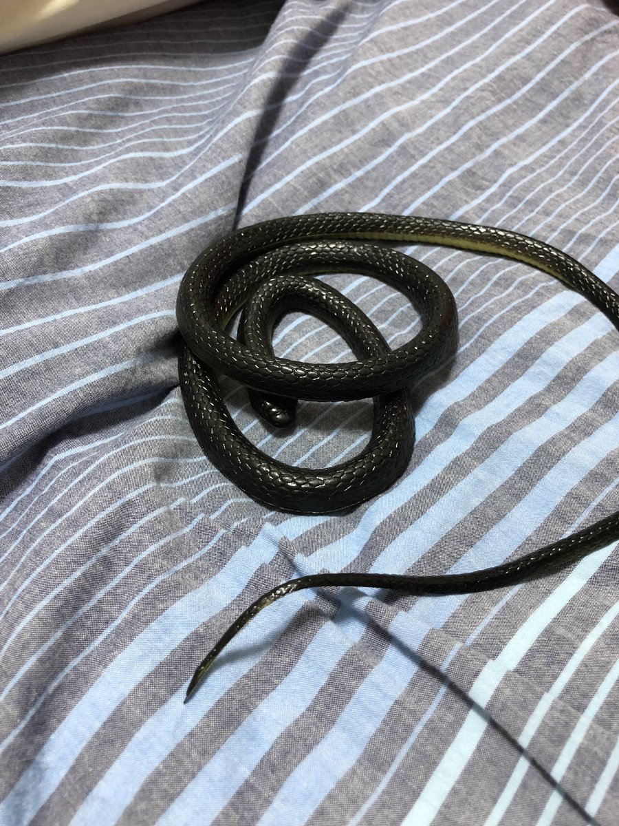 わたる 180cmのリアルファンタジー Auf Twitter 道玄坂 マングースが蛇と対峙するチェキ撮ろうと思っておもちゃの蛇買ったけど結構 リアルで気持ち悪い