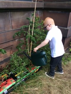 MrsChapmandps's tweet photo. The tomatoes are outside now and have been given lots of water. https://t.co/naldnUD5u5