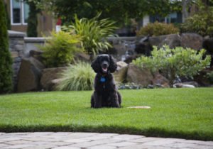 gibbslandscape's tweet image. 5 Tips to Create a Dog Friendly Landscape #TakeYourDogToWorkDay #landscapetips gibbslandscape.com/blog/dog-frien…