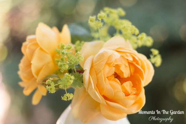 MomentsintheG's tweet photo. Love the combination of my double apricot rose and lady's mantle (alchemilla mollis). #doublerose #apricotbloom #ladysmantle #alchemillamollis #flowerarrangment #momentsinthegardenphotography https://t.co/zmYwgG8Wef
