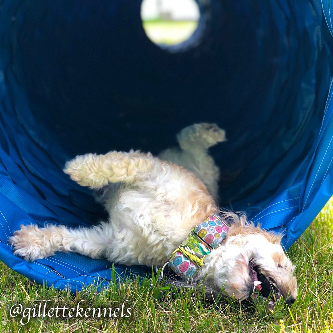 Gillette Kennels (gillettekennel) Twitter