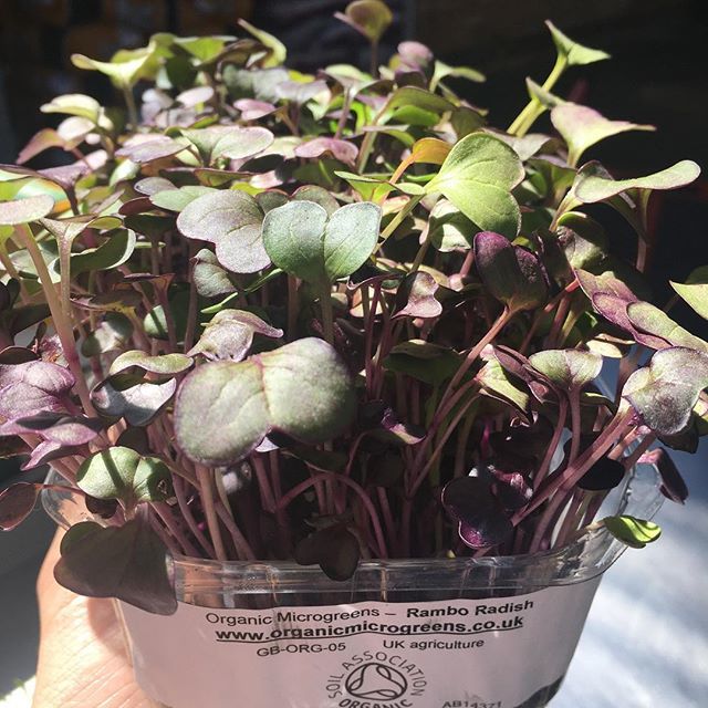 NFBdirect's tweet photo. Rambo radish now in from @belvoirkitchengardens 👍🏻 This beautifully coloured micro herb adds a slightly spicy flavour to summer salads - ask us for more details #microgreens #radish #ramboradish #microherbs #herbs #salads #summer #summersalads #ukgro… https://t.co/Zxwwlgw9jX https://t.co/cJm4uvuGWQ