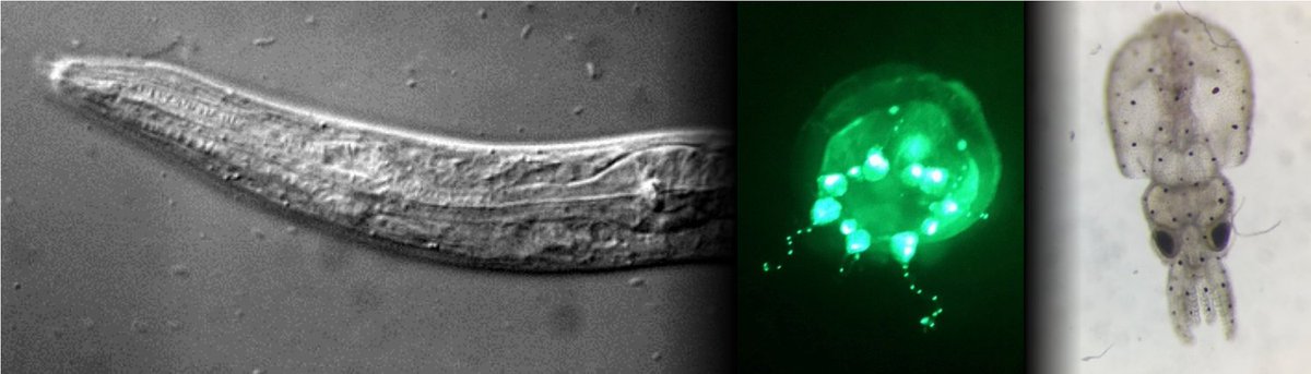 CommsBio's tweet photo. Read about a new method for keeping tiny animals (#Celegans, jellyfish, pygmy squid) in place for long-term #microscopy using a polyethylene glycol #hydrogel https://t.co/ZeTULAKnLO Image credit: Dirk Albrecht https://t.co/107lQs98Ar
