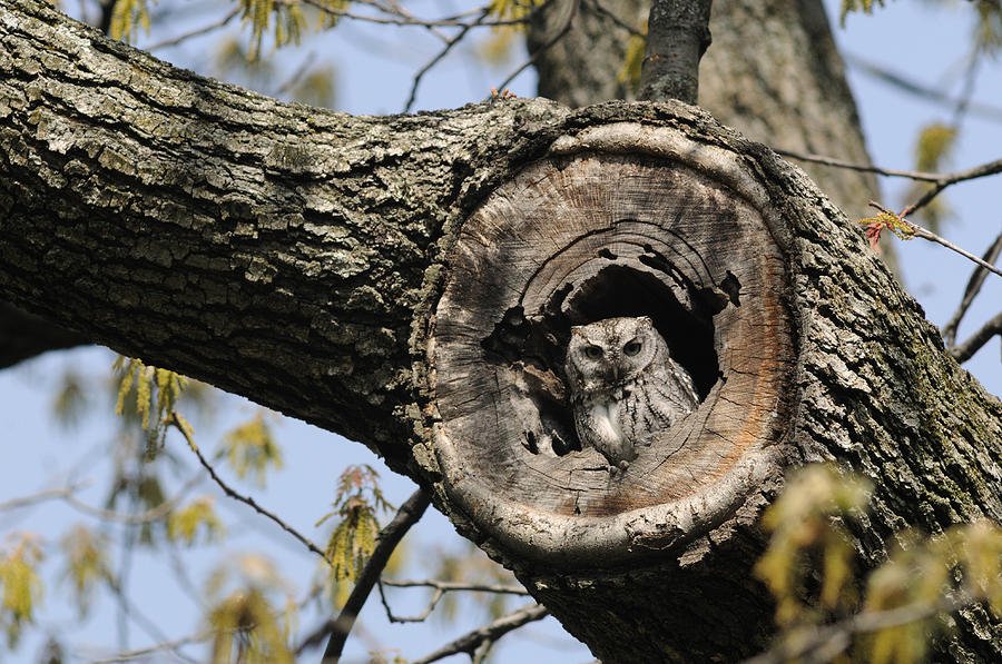 AnimalHoPo's tweet photo. The 2017 tax cut bill will tamp down #LIHTC development to the tune of 200,000+ fewer affordable rental tree hollows. We'd be wise like 🦉 to pass the Affordable Housing Credit Improvement Act! #HR1661 #S548 #PlantMoreHomes https://t.co/fjaaQCAGPT