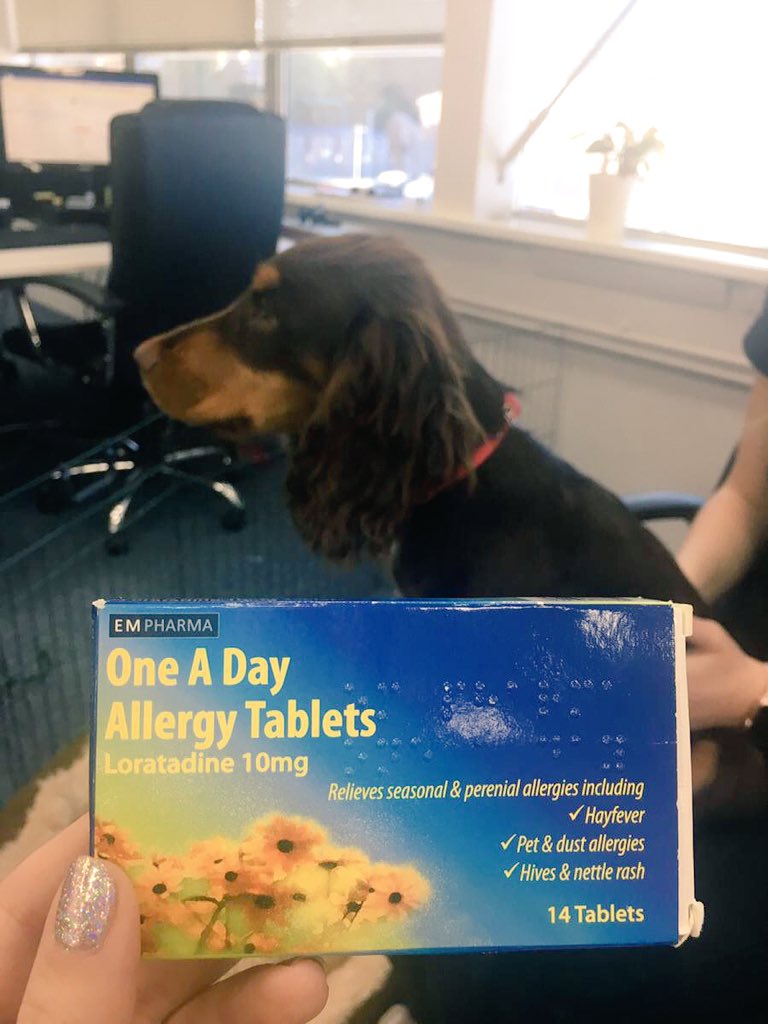 Progress_GC's tweet photo. @ProgressRecruit When your allergic but Doug is too fluffy to resist 🐶 #bringyourdogtoworkday https://t.co/aJwt2GSMCZ