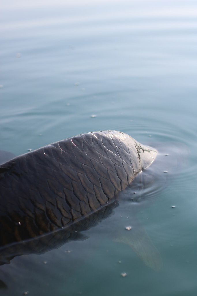 CarpTalkOrg's tweet image. Good luck to all of you out there this weekend doing it, be lucky!

Photo credit: Tom Gibson

#carptalk #carptalkmag #carpfishing #carpangling #carplife #carptalkmagazine #carpnews #carpcaptures #bigcarp #ukcarp