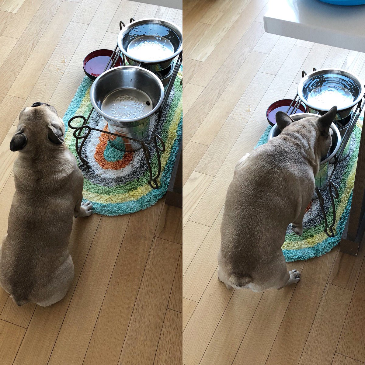 MorganMastiff's tweet image. Never let a good kibble go to waste! 🤤 #thestruggleisreal #shortyproblems #frenchieproblems