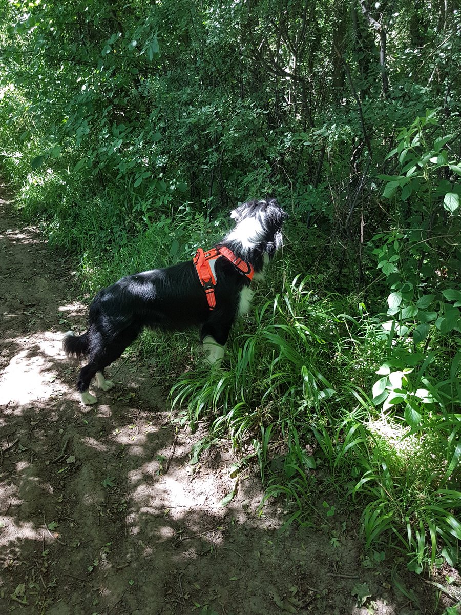 Spidan's tweet photo. Let me at them pesky Squirrels.#bordercollie #doglover https://t.co/hFgYJjG5a4