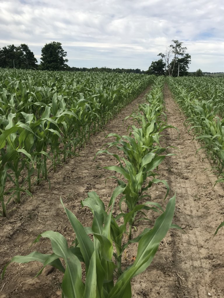 kowalsk11's tweet image. Best test plots are when product runs out... Nucleus Hyperdrive in starter vs none. Historical on yield are impressive- looking forward to yield. #corn18 #plant18 #ontag