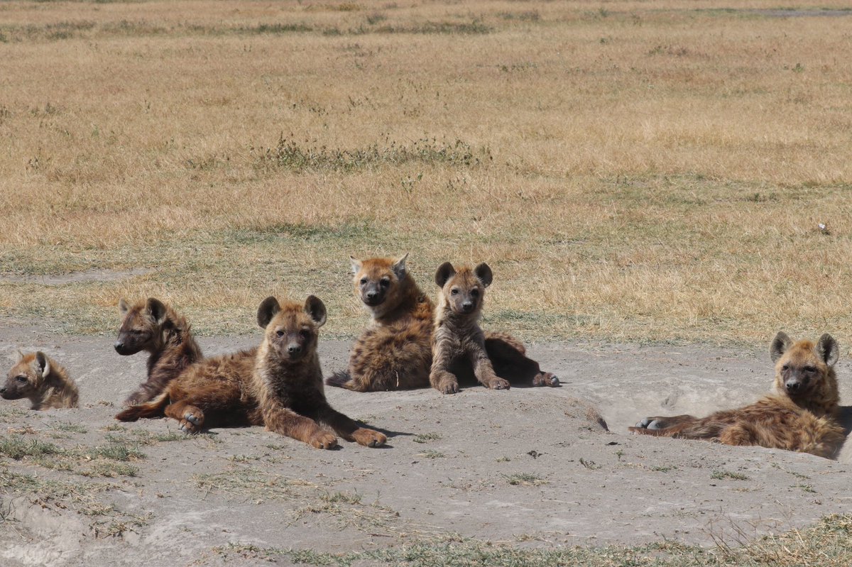 ArjDheer's tweet image. For the formerly struggling Forest clan, business is BOOMING! They’ve now got 7 small cubs at the den, from 6 different mothers. 

Here’s to them growing up to be powerful adult hyenas (of both sexes 😉)!