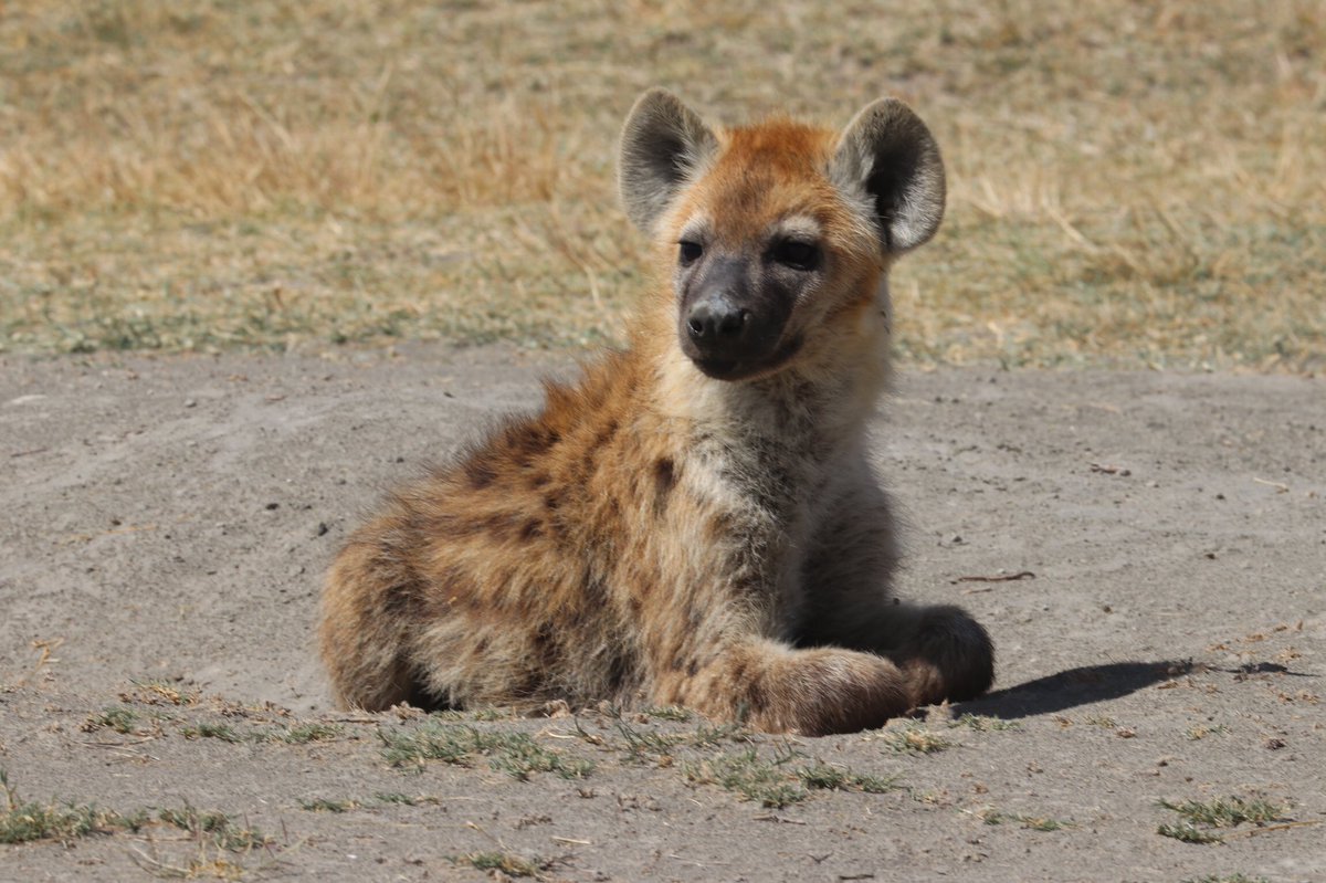 ArjDheer's tweet image. For the formerly struggling Forest clan, business is BOOMING! They’ve now got 7 small cubs at the den, from 6 different mothers. 

Here’s to them growing up to be powerful adult hyenas (of both sexes 😉)!