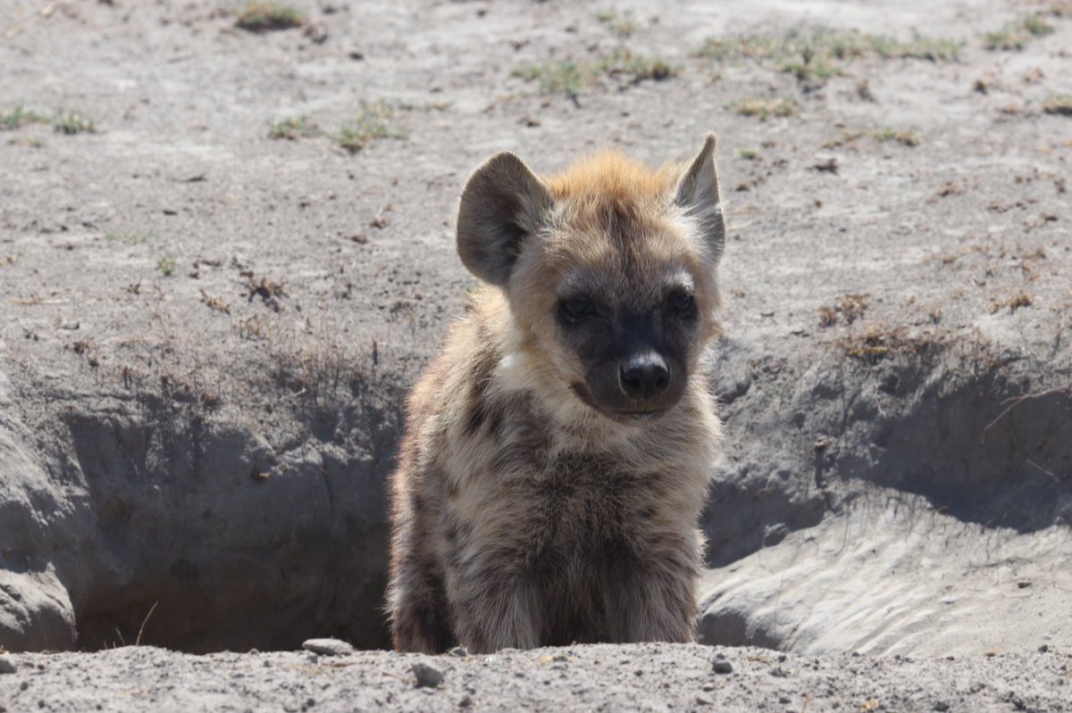 ArjDheer's tweet image. For the formerly struggling Forest clan, business is BOOMING! They’ve now got 7 small cubs at the den, from 6 different mothers. 

Here’s to them growing up to be powerful adult hyenas (of both sexes 😉)!