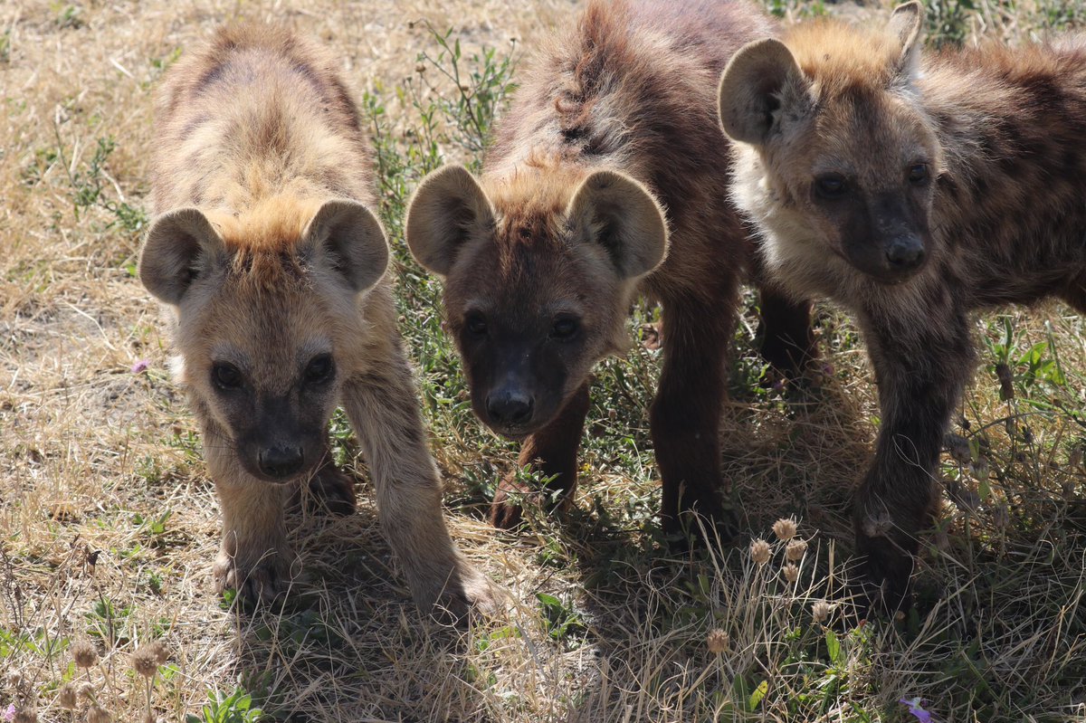 ArjDheer's tweet image. For the formerly struggling Forest clan, business is BOOMING! They’ve now got 7 small cubs at the den, from 6 different mothers. 

Here’s to them growing up to be powerful adult hyenas (of both sexes 😉)!