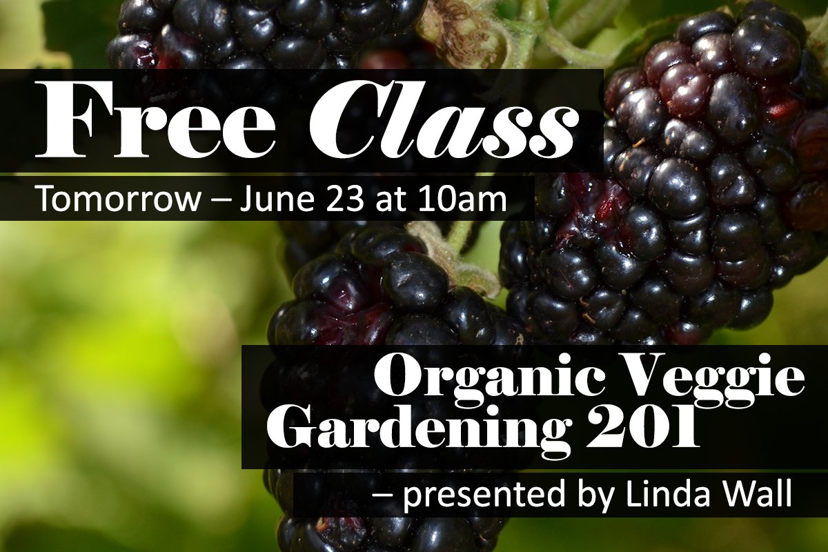TheNGAustin's tweet image. Free class tomorrow at 10am.  Take your veggie garden to the next level!