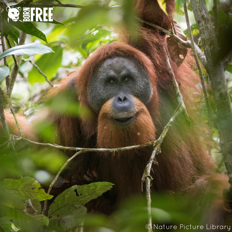 BornFreeFDN's tweet image. TAKE ACTION: Join Born Free in speaking out against the construction of a hydroelectric dam through the habitat of the newly-described and critically endangered Tapanuli orangutan! 

Visit: bornfree.org.uk/tapanuli-orang… | #KeepWildlifeInTheWild