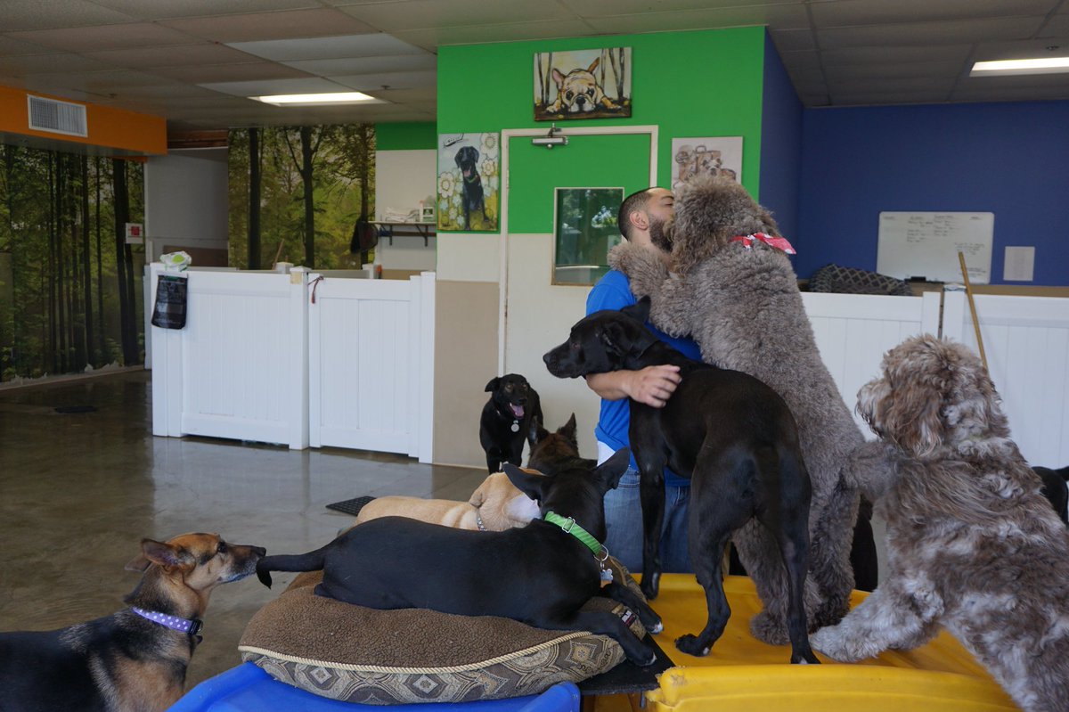 So many happy pups this Friday morning! #samsgreenpaw #dogsatplay #doggydaycare #tgif