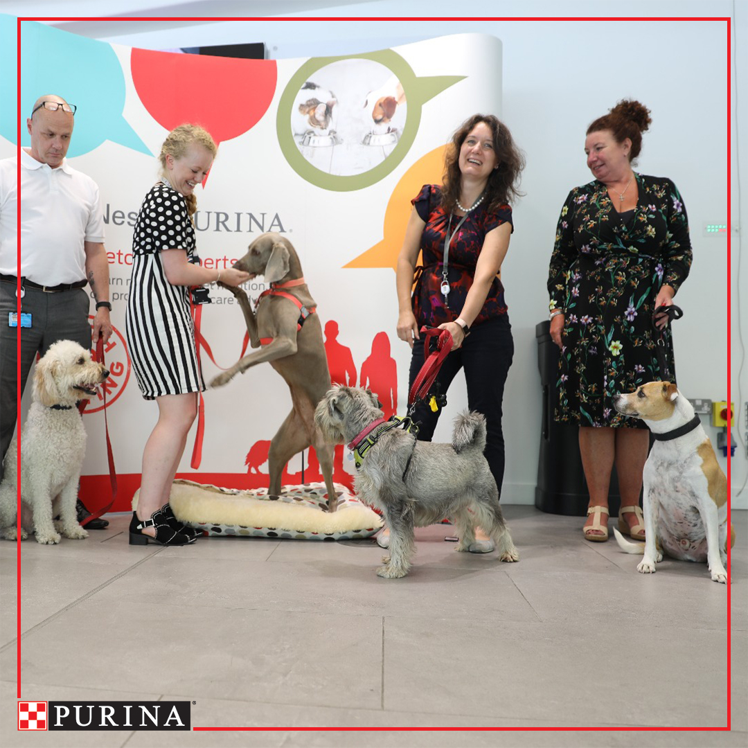 PurinaUK's tweet photo. How many dogs have you got in your office today for #bringyourdogtoworkday? https://t.co/UVwasvBQDp
