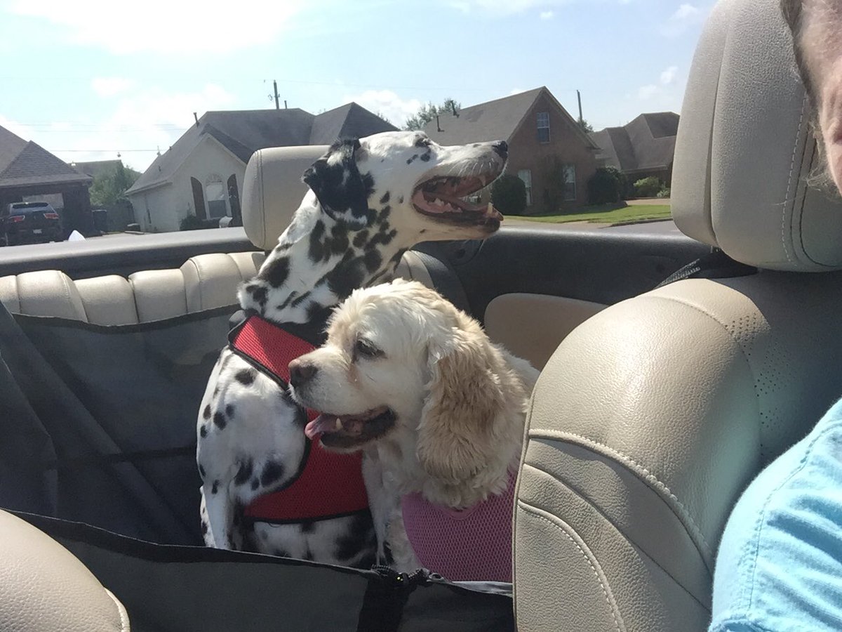 lparrish001's tweet photo. Happy #nationaltakeyourdogtoworkday! 🐶 My fur babies love to go riding in the car!! ❤️ @dog_rates @yourdog 
#dogsofinstagram #petsofinstagram #dogstagram #dalmatian #cockerspaniel #memphis #choose901 #ilovememphis #memphisdogs #HappyFriday https://t.co/iQtNhOWMZ4