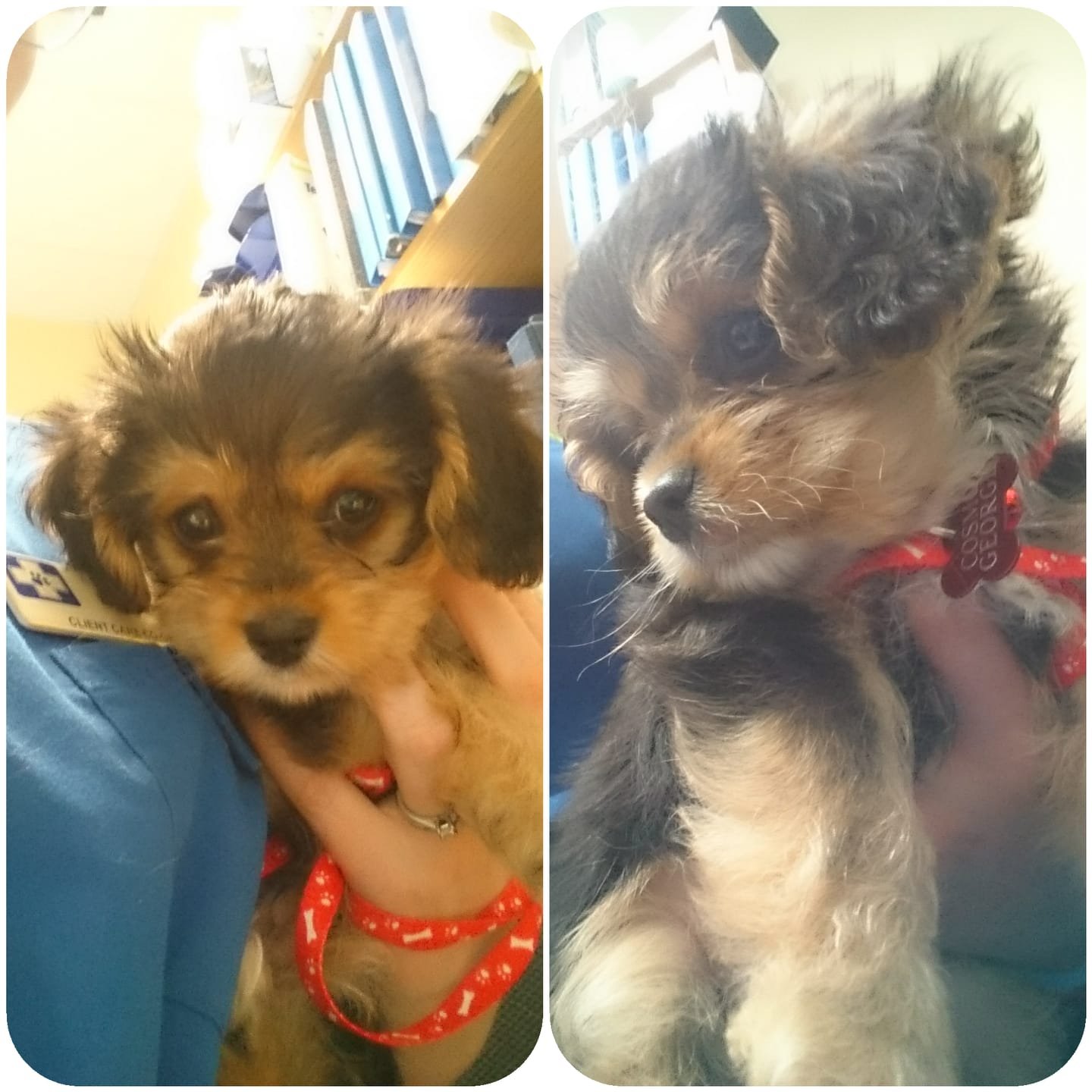 Yorkie king best sale charles mix