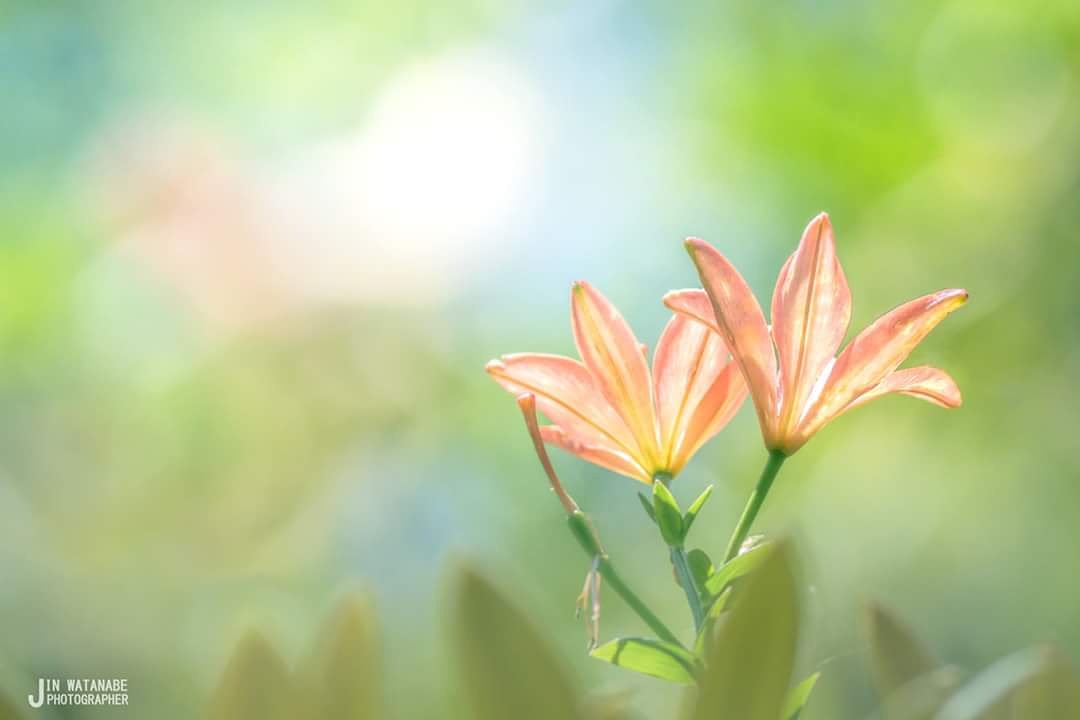 ﾜﾝﾀﾞﾌﾙﾈｲﾁｬｰｳﾞｨﾚｯｼﾞ Twitter Search Twitter