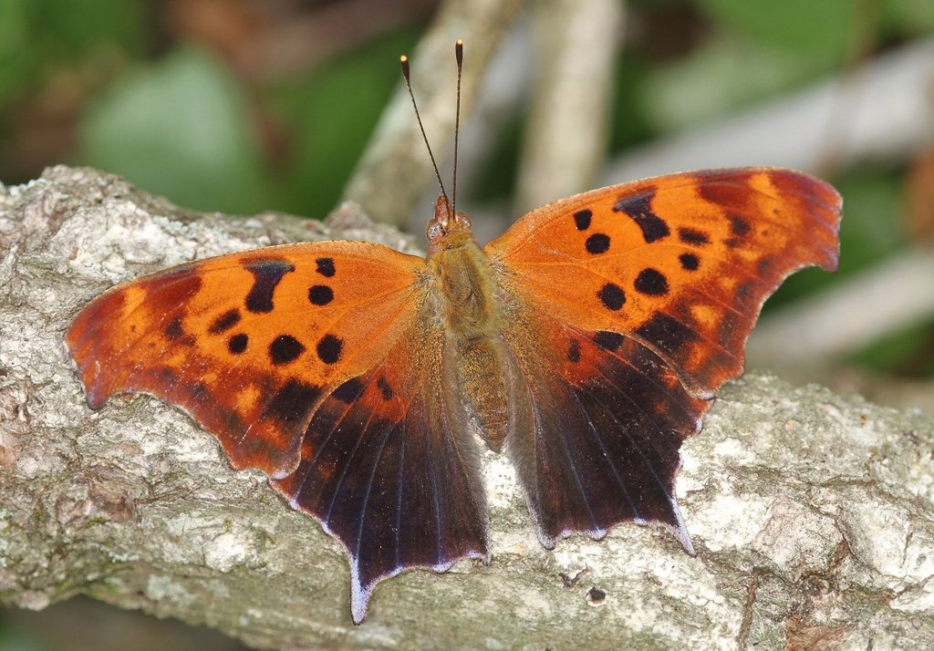 Бабочка черно оранжевая. Hebomoia glaucippe бабочка. Бабочка Махаон черно оранжевая. Бабочка коричневая с оранжевыми. Бабочка оранжевая с черными.