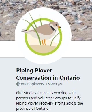 Volunteer4Birds's tweet photo. For #FollowFriday how about following @BirdStudiesCan's latest tweep @ontarioplovers for a plethora of #pipingplover facts and #cutefix pics. @BSC_Ontario https://t.co/0wTWLAJDDl