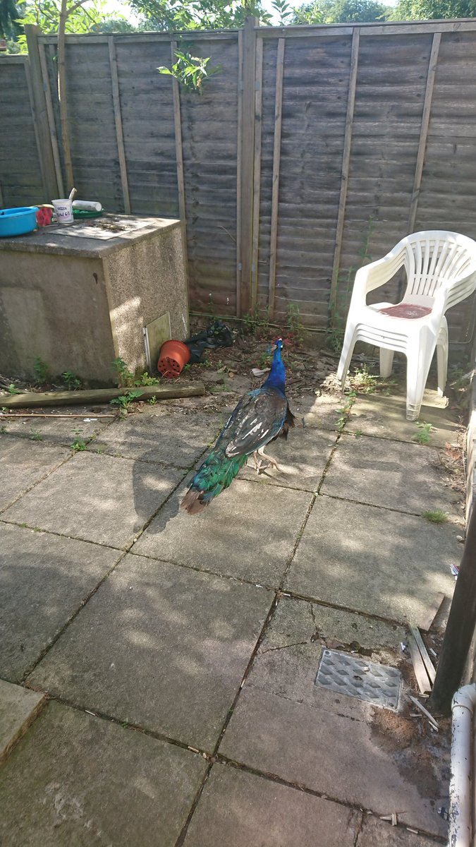 RyanTritton's tweet image. When you come home to find a peacock in your back garden