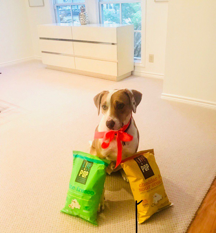 livelovepopLLC's tweet photo. #TakeYourDogToWorkDay Who let the dogs out? 

#LiveLovePop #LivePoptimistically #PuppyLove #Chance #HealthySnacks #SelflessSnacking #TGIF #HappyFriday #FridaysAreForTheDOGS #FancyFellow https://t.co/qBRict3e14