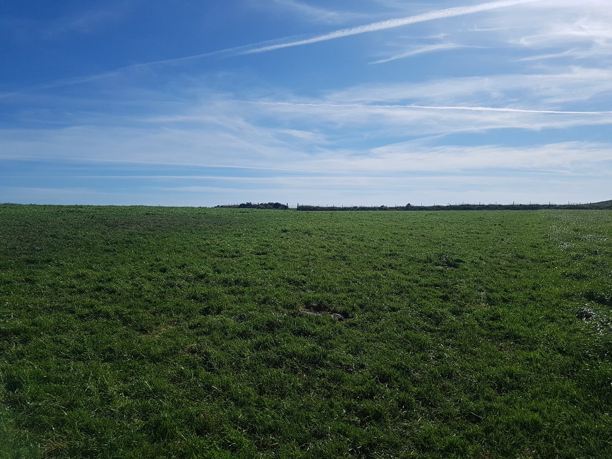 william_b_jones's tweet image. Who said big cows cant graze #grasstomilk #procross