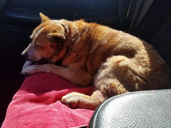 PRPSeats's tweet image. Today is #takeyourdogtoworkday! Check out just a few of our proud dog owners…