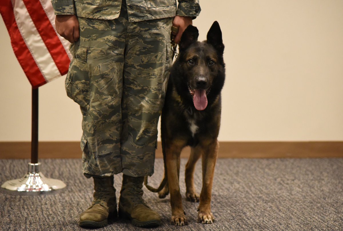 After 4 deployments & 10 years of protecting U.S. #Military around the world, congratulations #MWD Toki on your #retirement from the 81st Security Forces Squadron! You're a #HERO ❤️🇺🇸 @81trwKeeslerAFB #MilitaryWorkingDogs #K9 #Defenders #Security #USAF #Keesler #KeeslerAFB