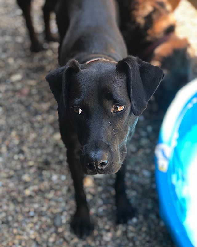 theurbanhound's tweet image. When you really wanna go in the pool but your friends are crowding it...
·
·
·
#theurbanhoundhotel #urbanhound #dogsofthesouthend #dogsofboston #theurbanhound #southenddogs #bostondogs #bostondogtrainer #bostondogwalker #bostondoggroomer #bostondogtraini… ift.tt/2MhdJ1M