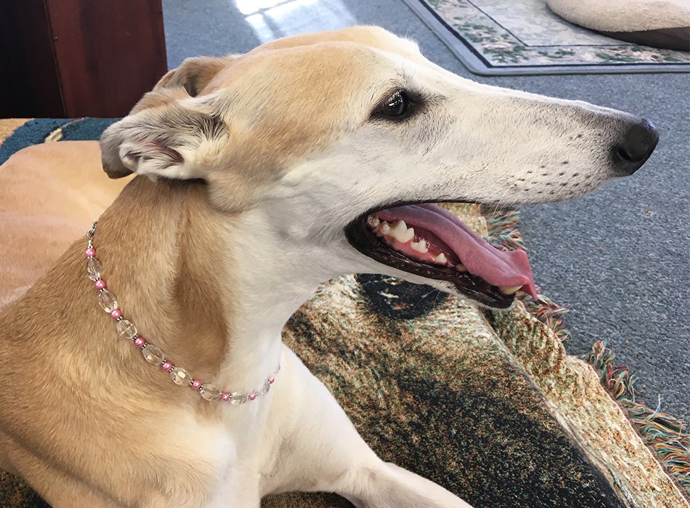 GREY2KUSA's tweet photo. Have you seen our new #greyhound jewelry? #DogsNeedBlingToo https://t.co/YfDDdx4rMm https://t.co/7A7em0ot5q