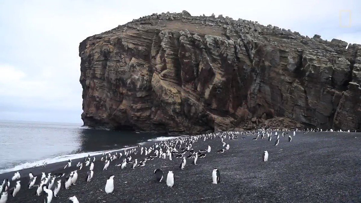 Over 100,000 pairs of penguins nest on this island—which also happens