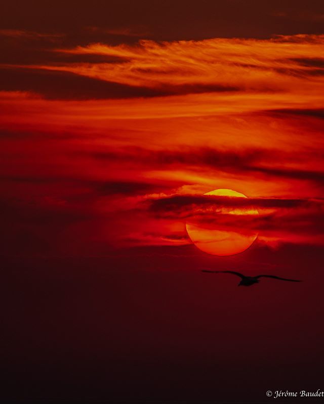 Flight of Sunset - Parfois il n'y a pas besoin de mots. Un moment, juste un instant et voila il est passé.
----
Sometimes there is no need for words. One moment, just a moment, and here it is.
.
.
.
.
.
 #FB #4twitter #beautifullsunset #bird #cyclades #G… ift.tt/2IjX63d