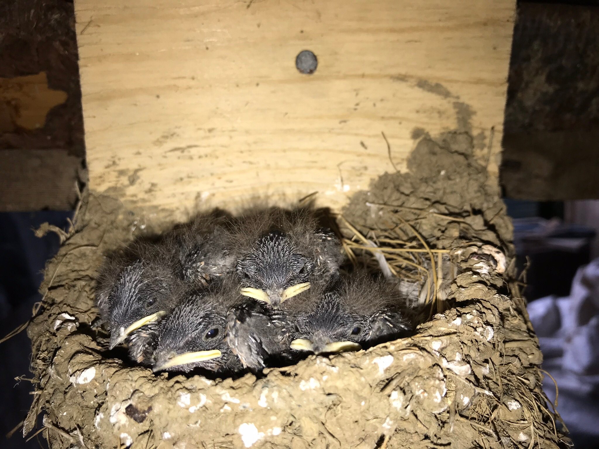 Manx BirdLife on Twitter "The bird nesting season is still in full
