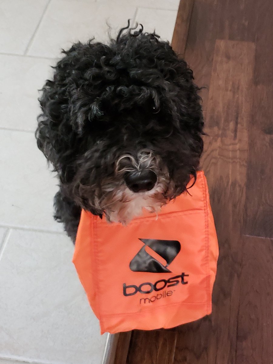 Look who I forgot today🐶
My other partner in crime!
#BringYourDogToWork
<a href="/KariChadd3/">Kari Chadd</a>