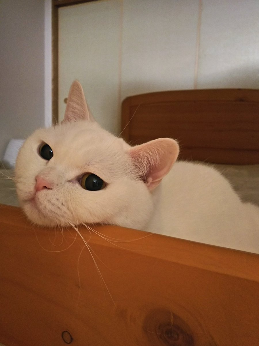 NekonaviJP's tweet photo. 【今日のにゃんこ】

気持ち良さそうに寝てるところに行って声かけて｢なんで起こしたの？｣って顔見るの好きです。

ラフ@michiru522 https://t.co/cnUEKfz46B