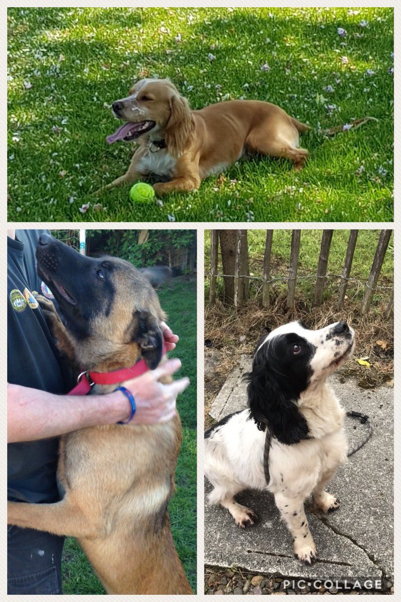 How lucky is hooman dad, he gets to take these 3 nutters to work each day. He will never admit to them that his best shifts were with me!!!! ...... the memories. #TakeYourDogToWorkDay #TakeYourDogToWorkDay police #FinnsLaw #FinnsLawScotland