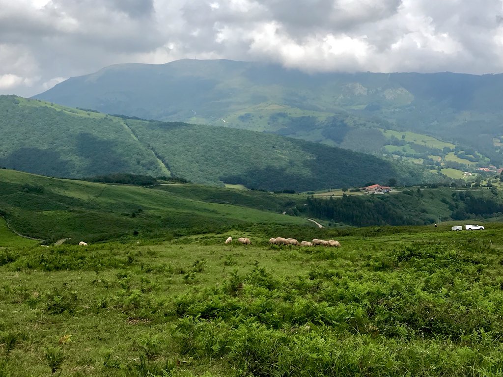 nansanatural's tweet photo. #CVIIFF2018 hoy visitamos la finca La Jerrizuela del @cantabriaes donde se lleva a cabo el Proyecto "Estrategias para frenar la matorralización y fomentar la producción animal en pastoreo en la montaña gallega y cantábrica" https://t.co/Qq7C38LztV