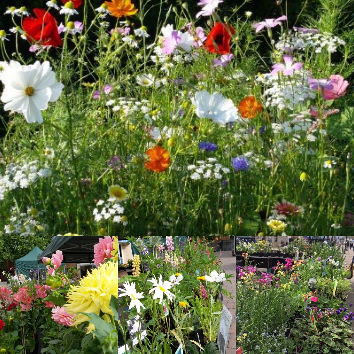 It's not too late to plant out annuals and perennials for late summer colour and loveliness in your garden. Visit the @AndoverGarden18 this Sunday and fill those gaps! #gardening #perennial #annual #Andover #plantsale #latesummercolour #loveandover