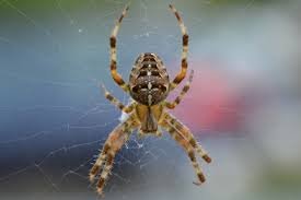 daubeneynature's tweet photo. Which of these is NOT an insect; Ladybird, butterfly or spider? Correct answer is a SPIDER. Surprised? Head to an event in London this weekend for National #InsectWeek 18th-24th June. Search for something near you here; https://t.co/jLpHUOhYeQ https://t.co/O1kj6yvE2p