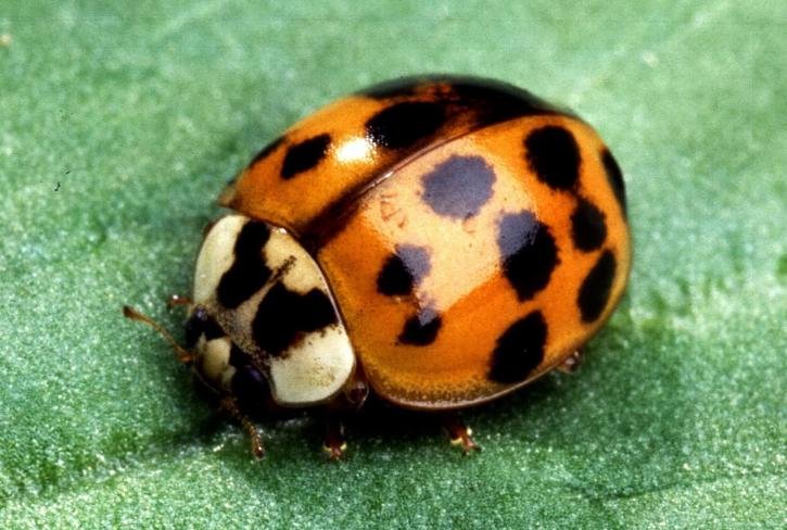 daubeneynature's tweet photo. Which of these is NOT an insect; Ladybird, butterfly or spider? Correct answer is a SPIDER. Surprised? Head to an event in London this weekend for National #InsectWeek 18th-24th June. Search for something near you here; https://t.co/jLpHUOhYeQ https://t.co/O1kj6yvE2p
