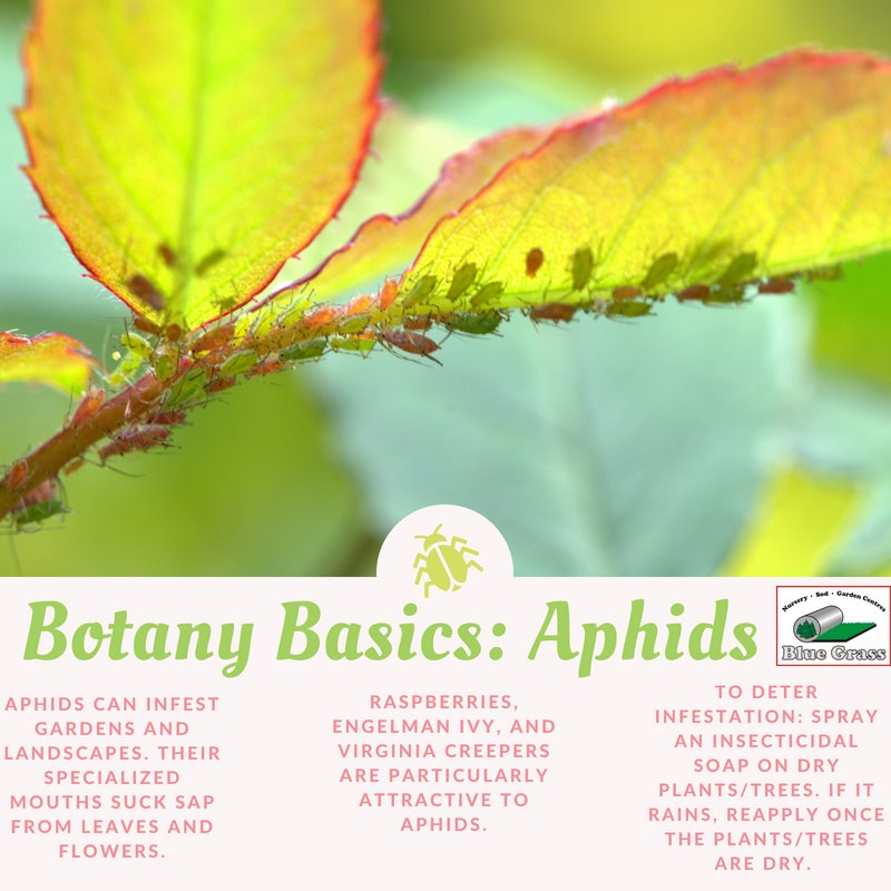 bluegrassrd's tweet image. For this week’s #botanybasics, we’re talking about aphids. Have an aphid infestation? Come into our Garden Centre for some tips!